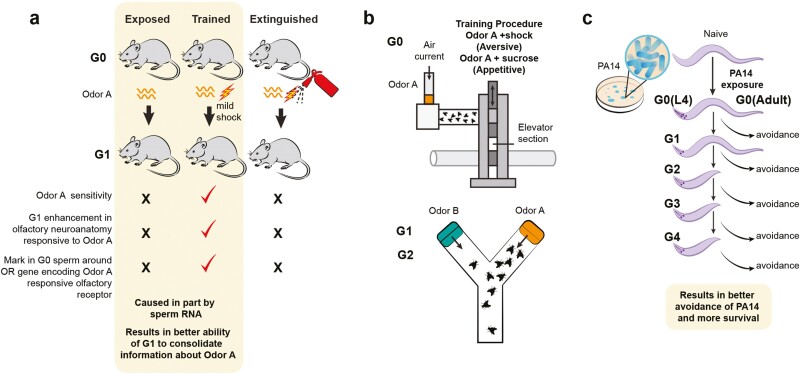 Legacies of salient environmental experiences-insights from chemosensation.
