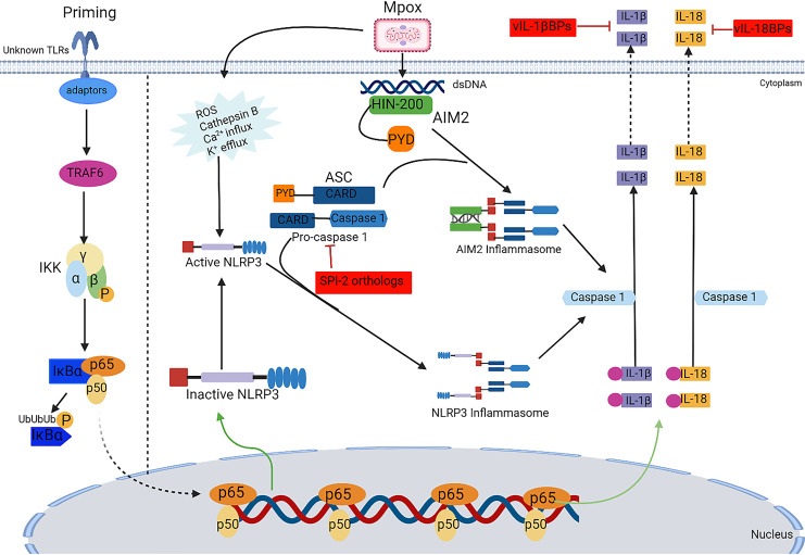 Innate Immune Response to Monkeypox Virus Infection: Mechanisms and Immune Escape.
