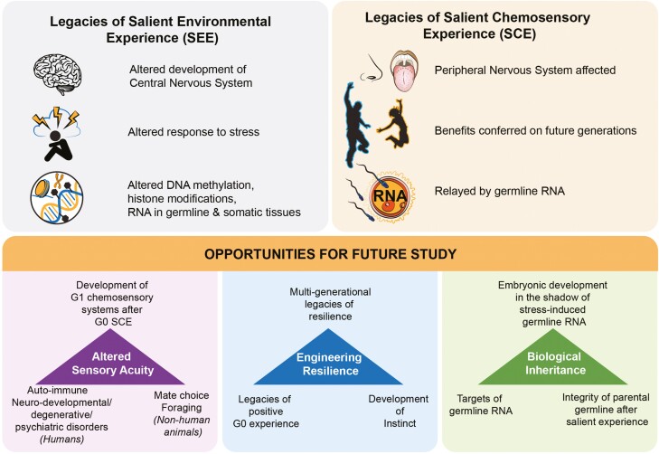 Legacies of salient environmental experiences-insights from chemosensation.