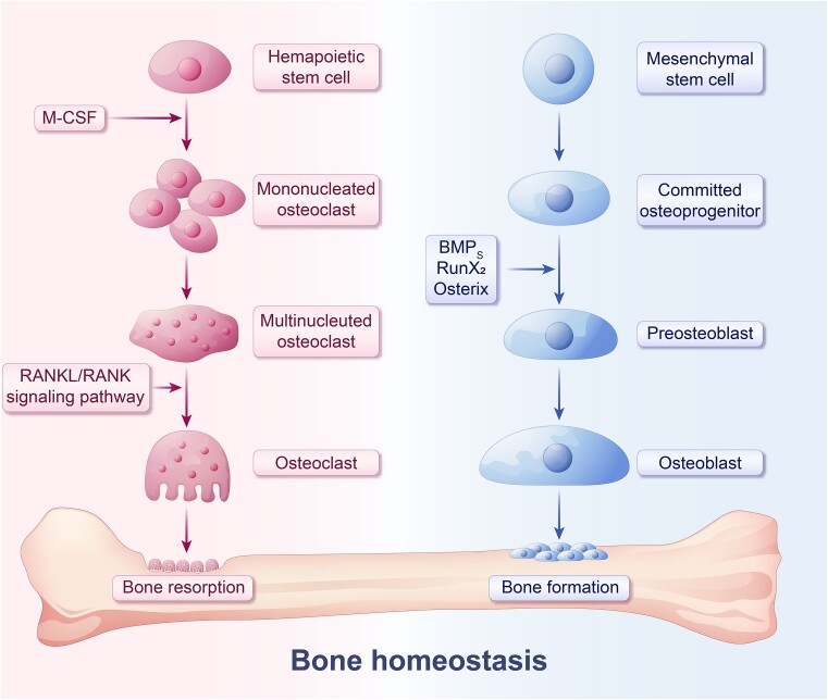 Epigenetic Regulation of Autophagy in Bone Metabolism.