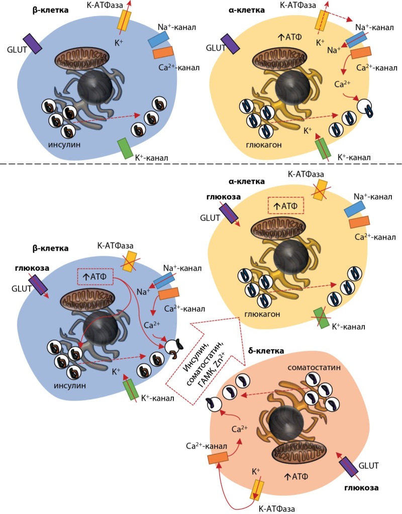 [Evolution of insulin therapy: past, present, future].