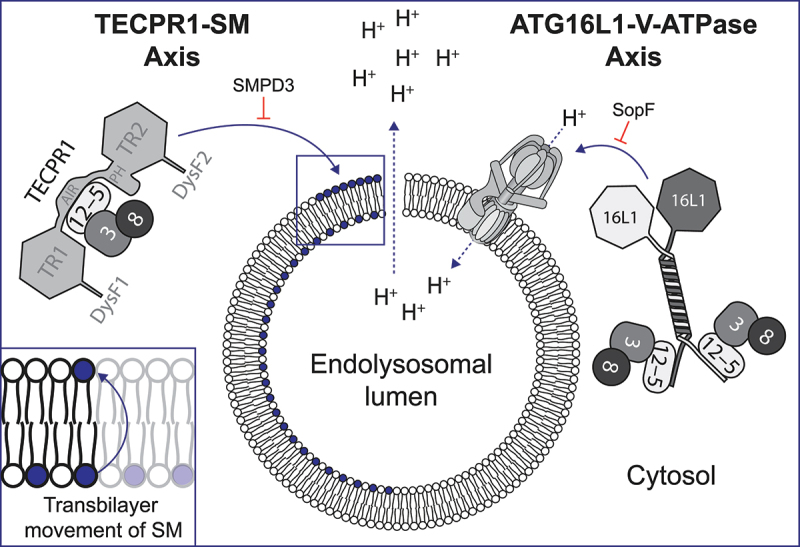 The separate axes of TECPR1 and ATG16L1 in CASM.