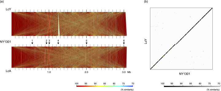 Genome-based assessment of safety characteristics of <i>Lacticaseibacillus paracasei</i> NY1301 and genomic differences in closely related strains marketed as probiotics.