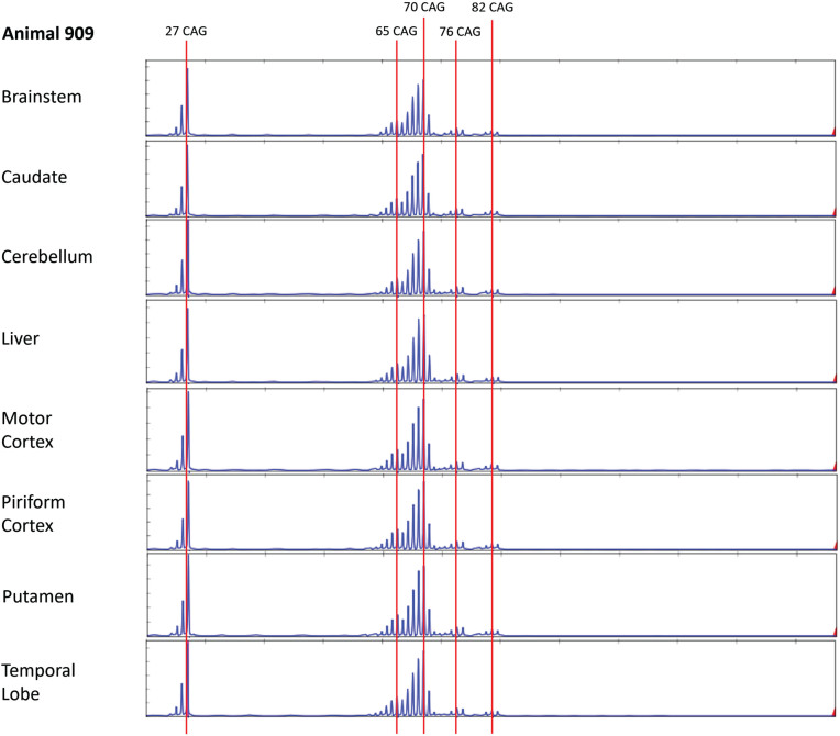 Somatic CAG Repeat Stability in a Transgenic Sheep Model of Huntington's Disease.