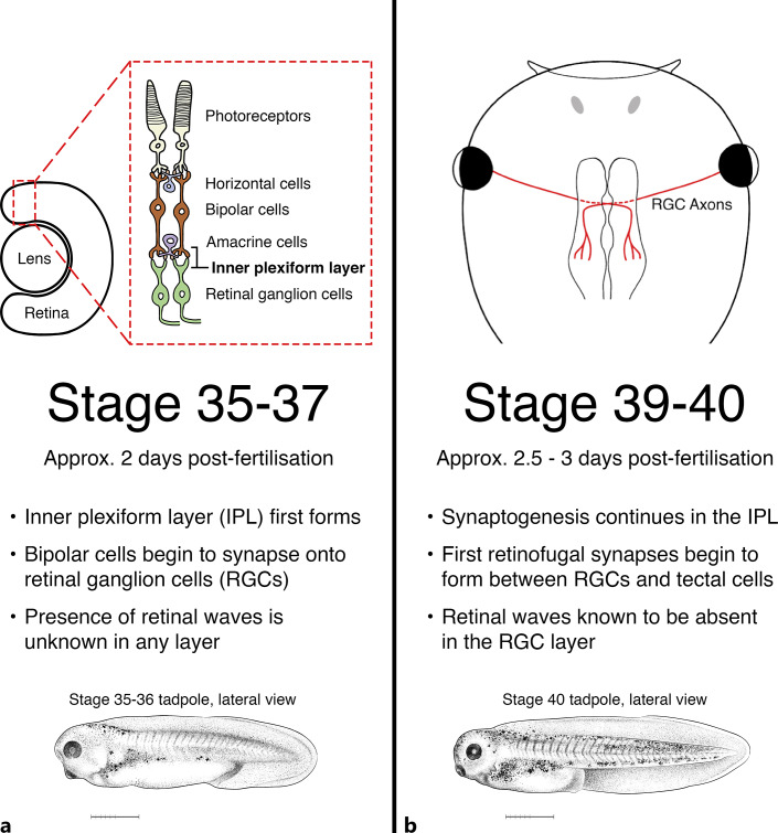 Ocular Necessities: A Neuroethological Perspective on Vertebrate Visual Development.