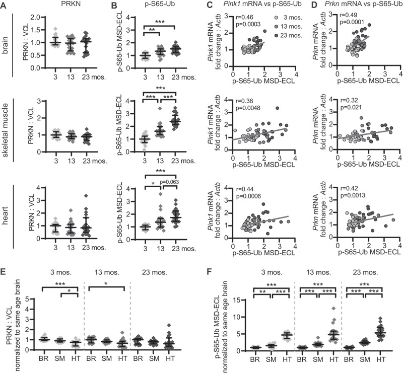 Alterations of PINK1-PRKN signaling in mice during normal aging.