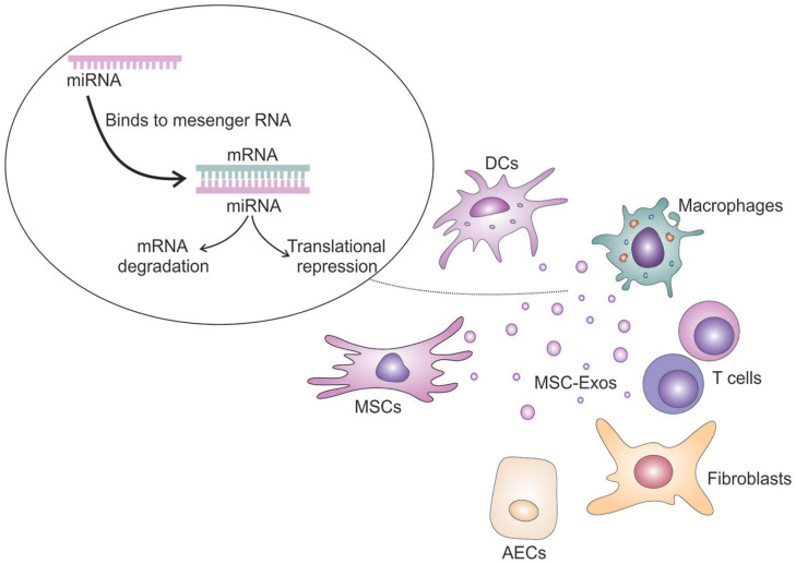 The Role of MicroRNAs in Mesenchymal Stem Cell-Based Modulation of Pulmonary Fibrosis.