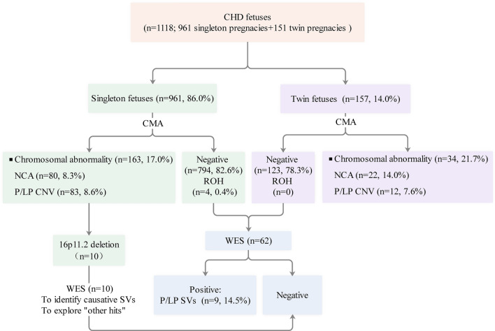 Contribution of genetic variants to congenital heart defects in both singleton and twin fetuses: a Chinese cohort study.
