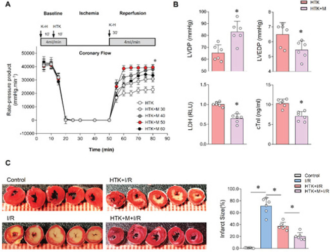 Melatonin enhanced the cardioprotective effects of HTK solution on Langendorff-perfused mouse hearts subjected to ischemia/reperfusion.