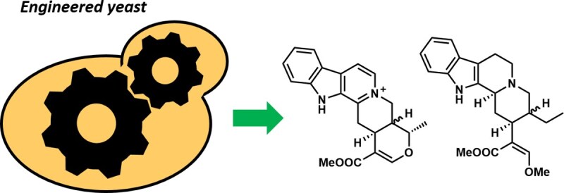 Engineered biosynthesis of plant heteroyohimbine and corynantheine alkaloids in Saccharomyces cerevisiae.