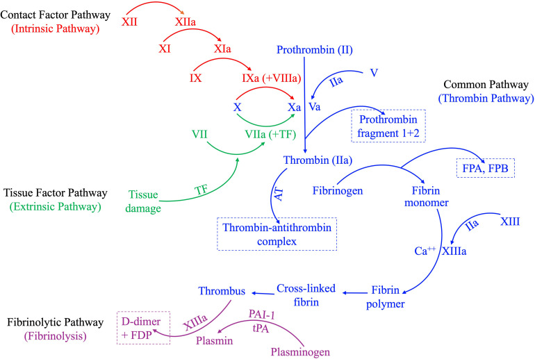 Decreased Thrombin Generation is Associated with Increased Thrombin Generation Biomarkers and Blood Cellular Indices in Pulmonary Embolism.