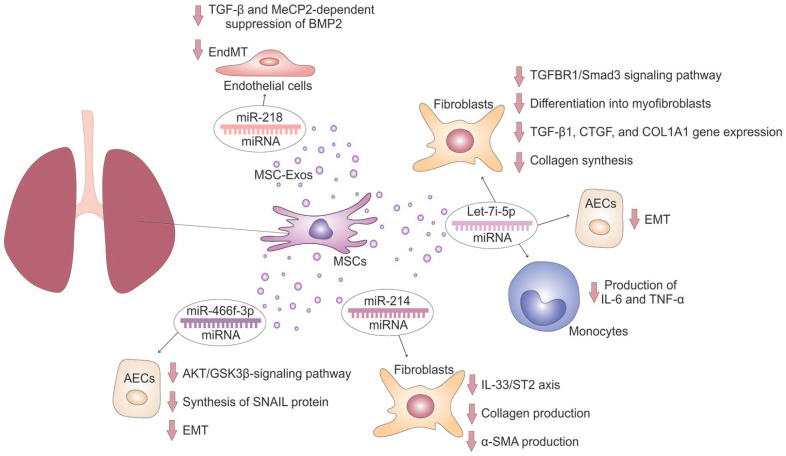 The Role of MicroRNAs in Mesenchymal Stem Cell-Based Modulation of Pulmonary Fibrosis.