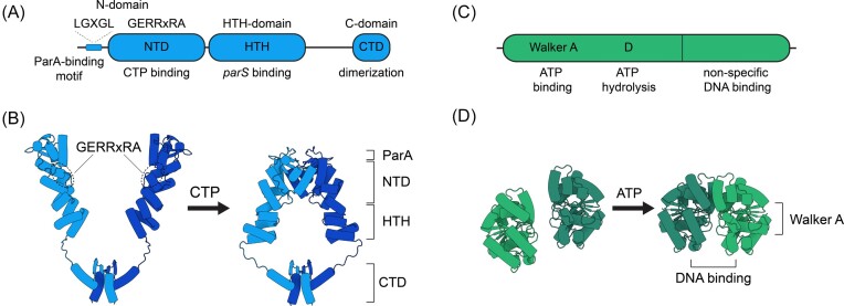 Connecting the dots: key insights on ParB for chromosome segregation from single-molecule studies.