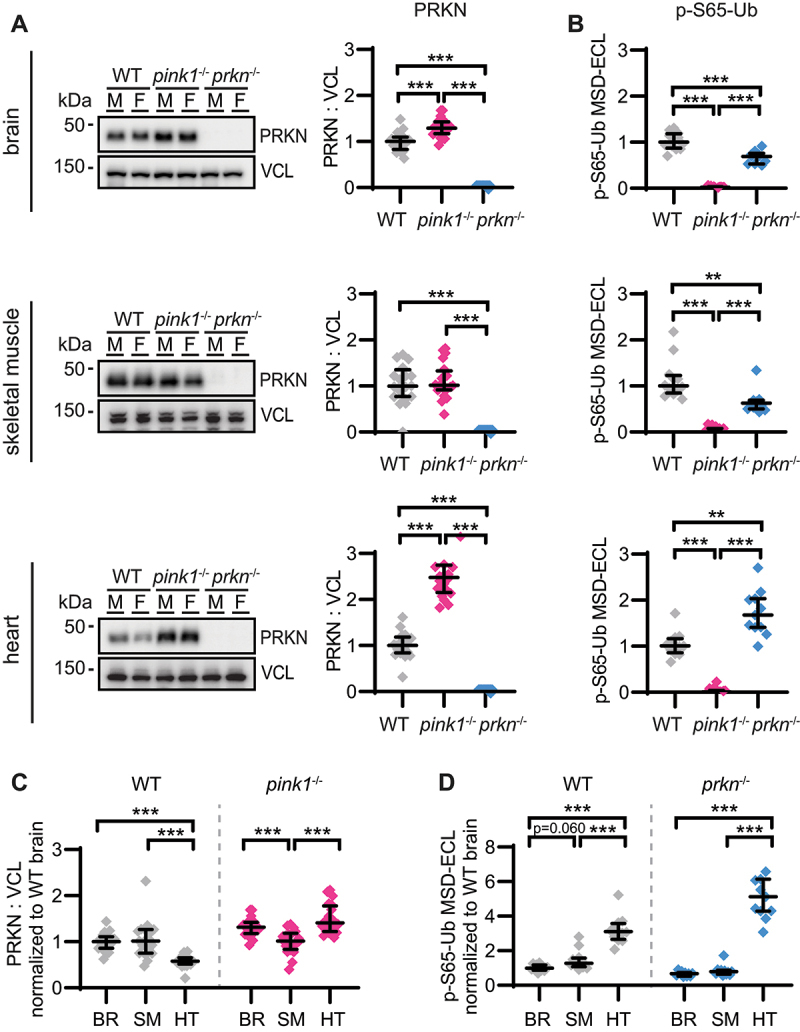 Alterations of PINK1-PRKN signaling in mice during normal aging.