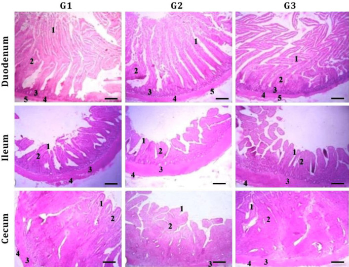 Effect of wet feeding on performance, blood plasma indices, intestinal histomorphometry, and economics of broiler chickens under hot climatic conditions.