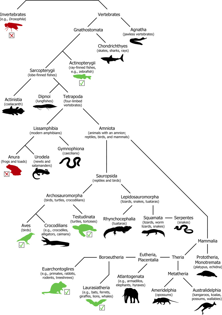 Ocular Necessities: A Neuroethological Perspective on Vertebrate Visual Development.
