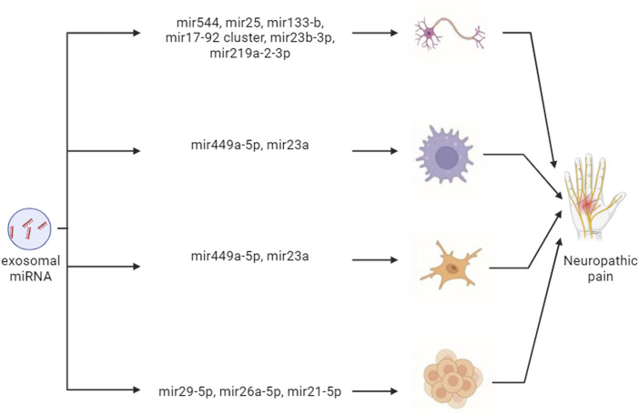 Newly discovered functions of miRNAs in neuropathic pain: Transitioning from recent discoveries to innovative underlying mechanisms.