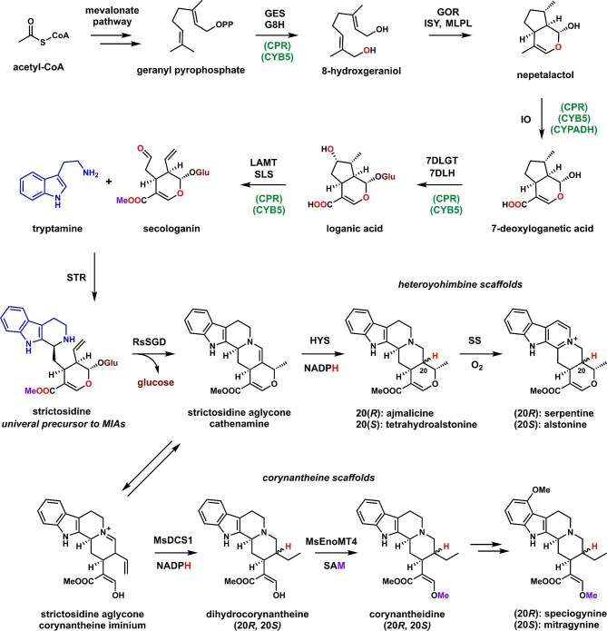 Engineered biosynthesis of plant heteroyohimbine and corynantheine alkaloids in Saccharomyces cerevisiae.