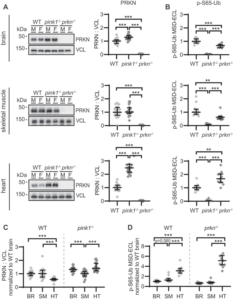 Alterations of PINK1-PRKN signaling in mice during normal aging.