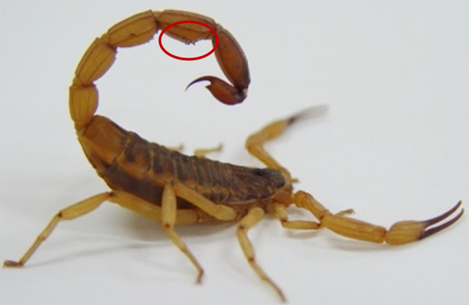 Understanding the complexity of <i>Tityus serrulatus</i> venom: A focus on high molecular weight components.