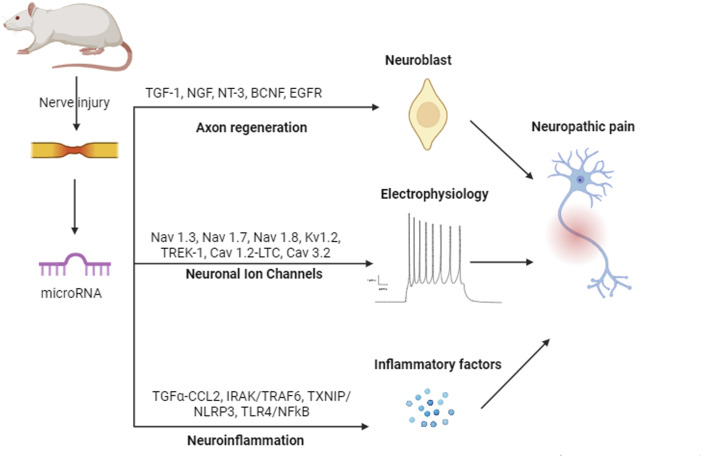 Newly discovered functions of miRNAs in neuropathic pain: Transitioning from recent discoveries to innovative underlying mechanisms.