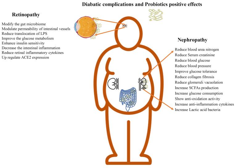 The role of probiotics on microvascular complications of type-2 diabetes: Nephropathy and retinopathy.