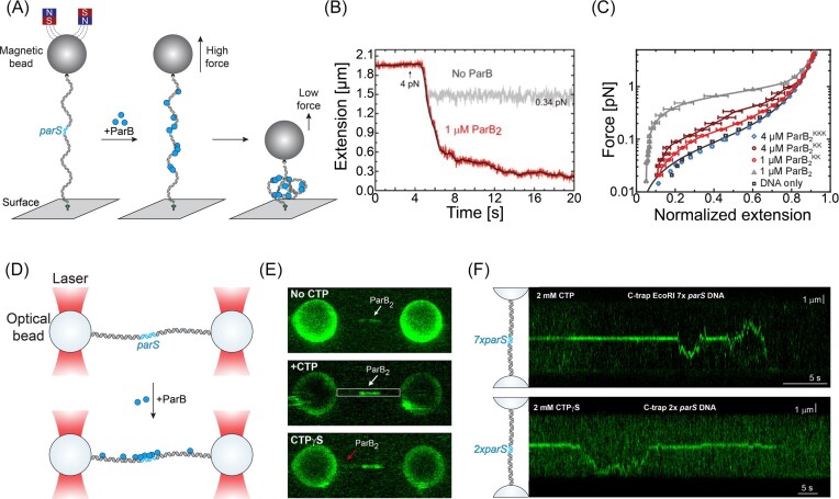 Connecting the dots: key insights on ParB for chromosome segregation from single-molecule studies.