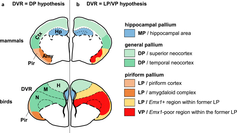 Does a Vertebrate Morphotype of Pallial Subdivisions Really Exist?