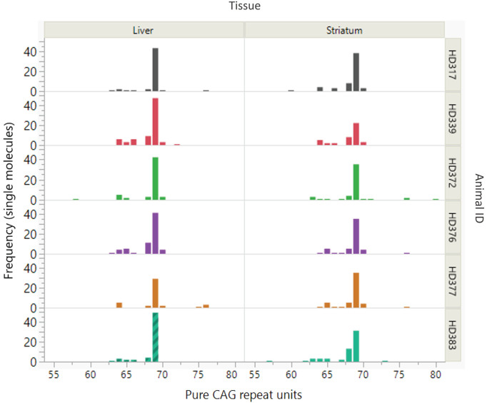 Somatic CAG Repeat Stability in a Transgenic Sheep Model of Huntington's Disease.
