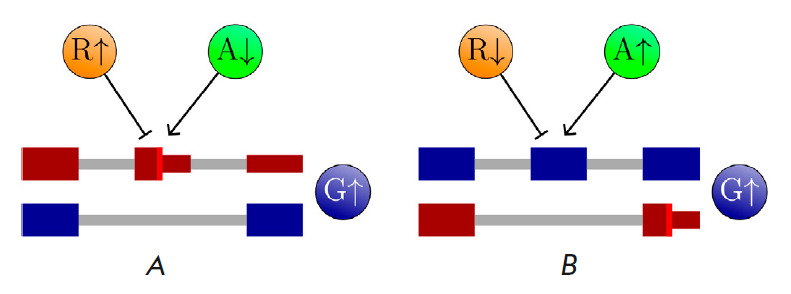 Post-transcriptional Regulation of Gene Expression via Unproductive Splicing.