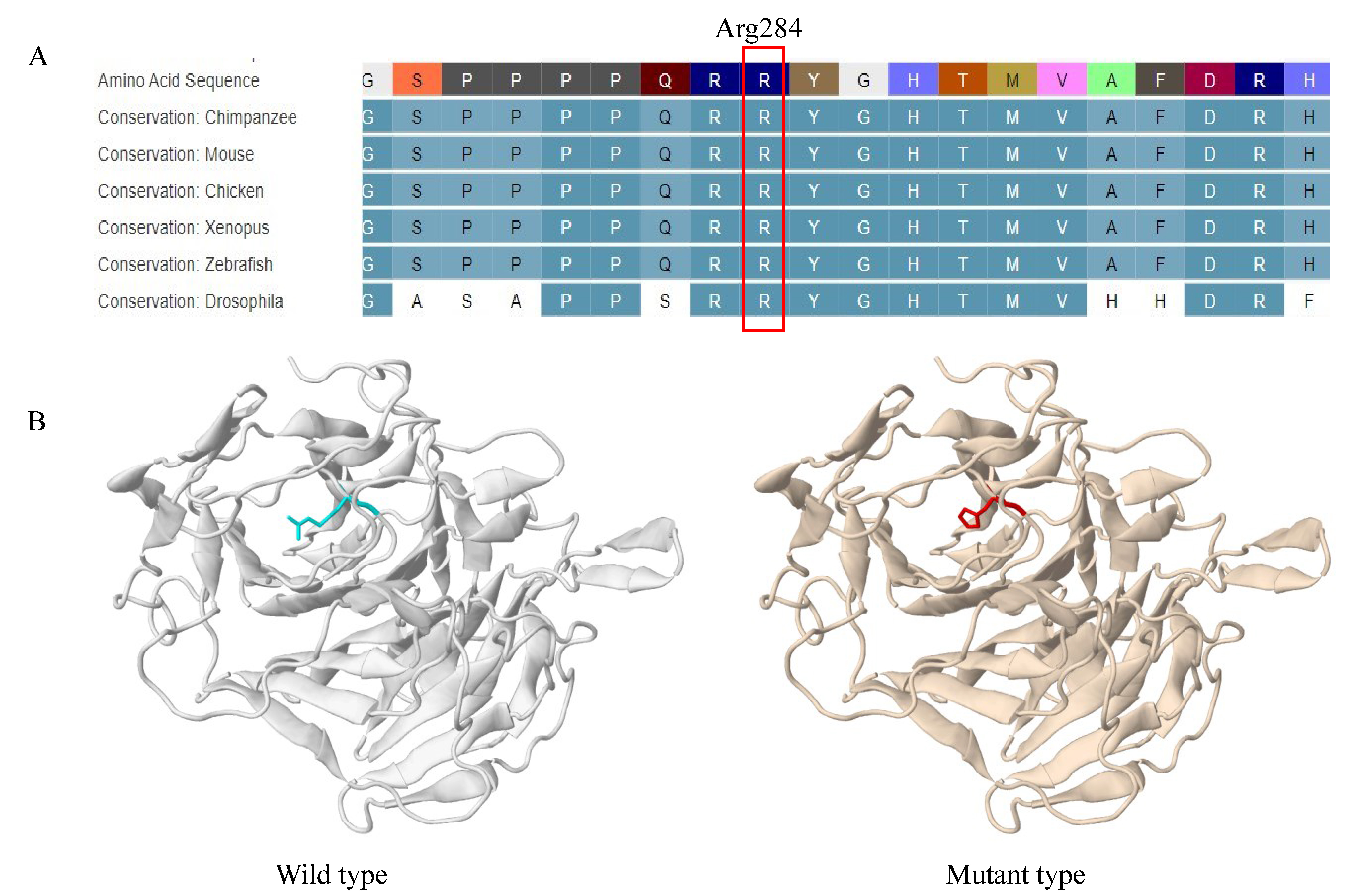 Contribution of genetic variants to congenital heart defects in both singleton and twin fetuses: a Chinese cohort study.