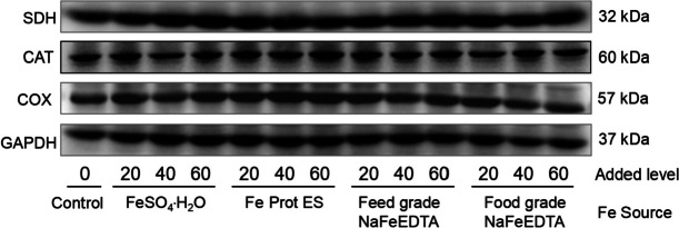 The chemical characteristics of different sodium iron ethylenediaminetetraacetate sources and their relative bioavailabilities for broilers fed with a conventional corn-soybean meal diet.