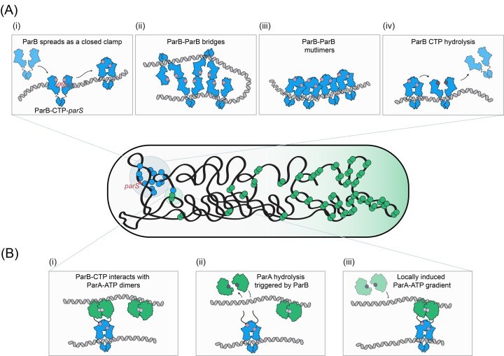 Connecting the dots: key insights on ParB for chromosome segregation from single-molecule studies.
