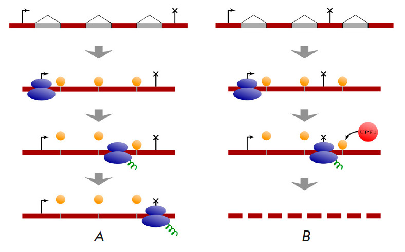 Post-transcriptional Regulation of Gene Expression via Unproductive Splicing.
