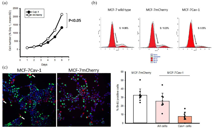 Caveolin-1, a Determinant of the Fate of MCF-7 Breast Cancer Cells.