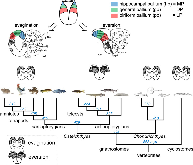 Does a Vertebrate Morphotype of Pallial Subdivisions Really Exist?