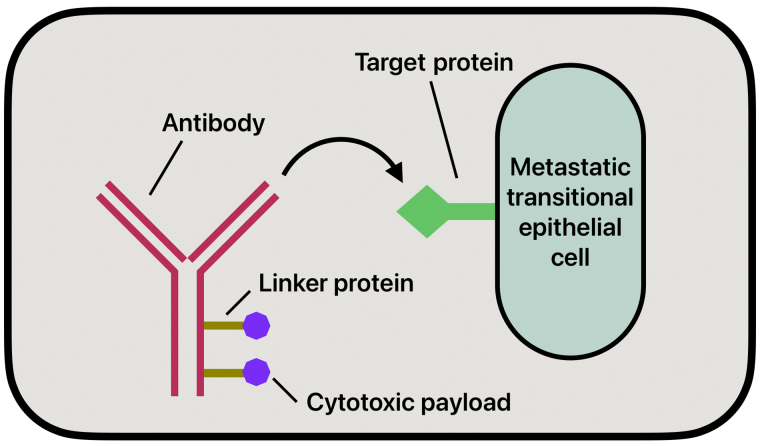 Emerging molecular therapies in the treatment of bladder cancer.