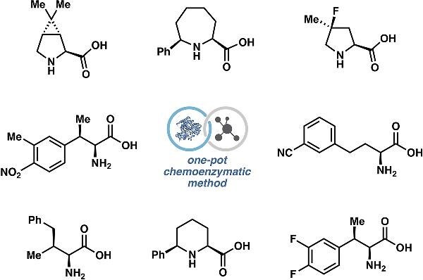 One-pot chemoenzymatic syntheses of non-canonical amino acids.