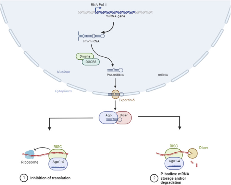 Newly discovered functions of miRNAs in neuropathic pain: Transitioning from recent discoveries to innovative underlying mechanisms.