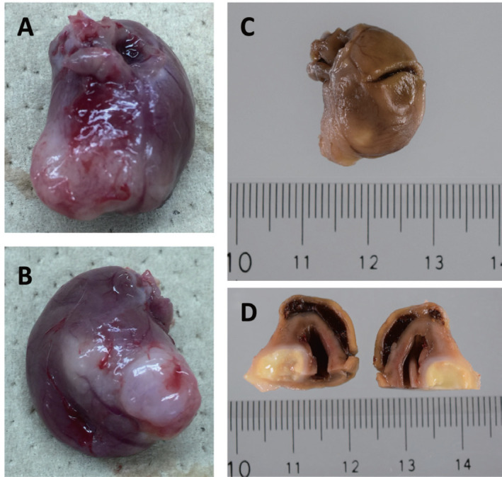 Granulomatous Myocarditis Caused by Candida Spp Infection in a Spontaneously Diabetic Torii Rat.