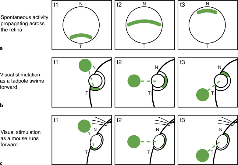 Ocular Necessities: A Neuroethological Perspective on Vertebrate Visual Development.