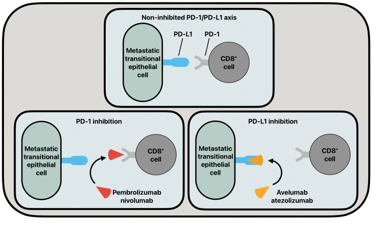 Emerging molecular therapies in the treatment of bladder cancer.