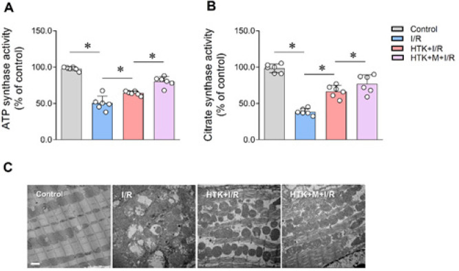 Melatonin enhanced the cardioprotective effects of HTK solution on Langendorff-perfused mouse hearts subjected to ischemia/reperfusion.