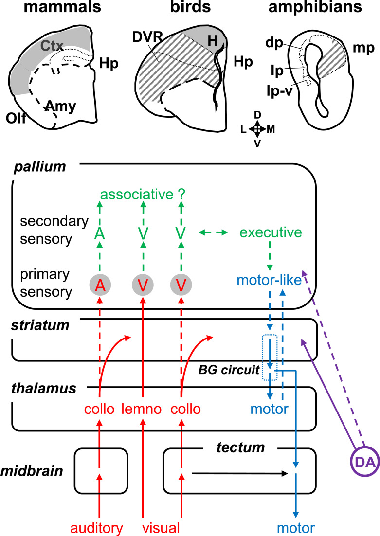 Does a Vertebrate Morphotype of Pallial Subdivisions Really Exist?