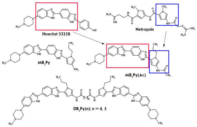 Dimeric Bis-Benzimidazole-Pyrroles DB2Py(n) - AT-Site-Specific Ligands: Synthesis, Physicochemical Analysis, and Biological Activity.