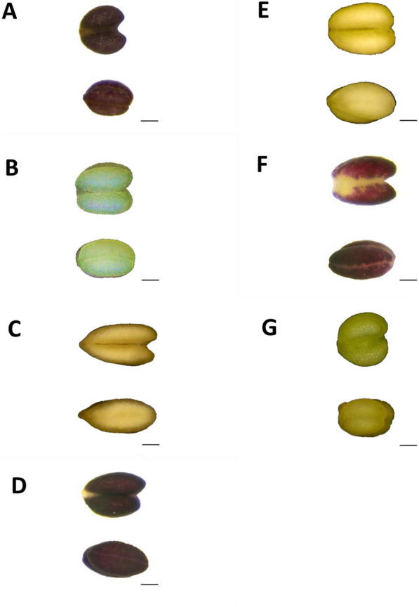 A taxonomic revision of the genus Angelica (Apiaceae) in Taiwan with a new species A. aliensis.