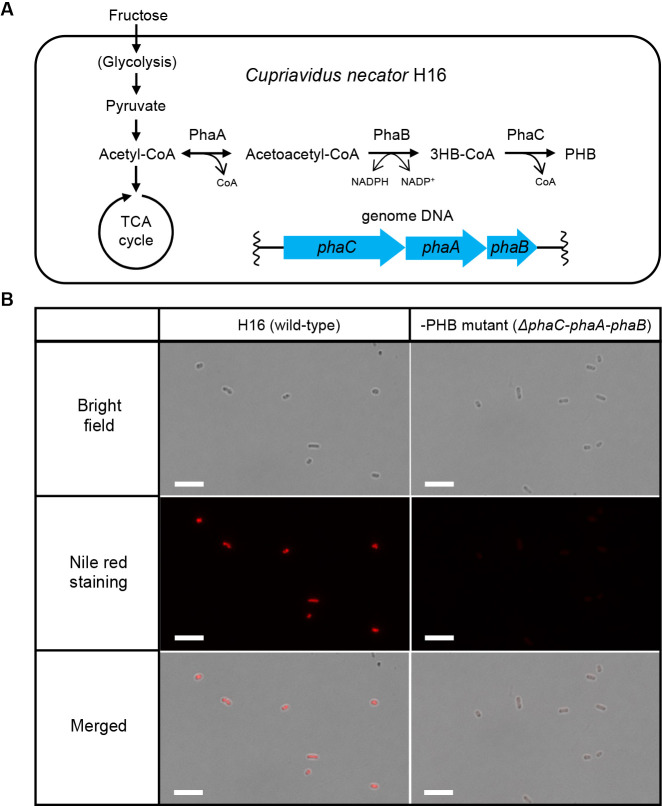 The Discovery of Membrane Vesicle Biogenesis in the Polyhydroxybutyrate-non-producing Mutant Strain of Cupriavidus necator H16.