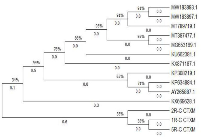 Molecular detection of the <i>beta-lactamase Cefotaxime</i> gene in <i>Escherichia coli</i> from the reproductive tract of Bali cattle with repeat breeder cases on Lombok island.