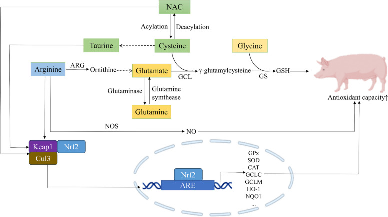 Accurate models and nutritional strategies for specific oxidative stress factors: Does the dose matter in swine production?