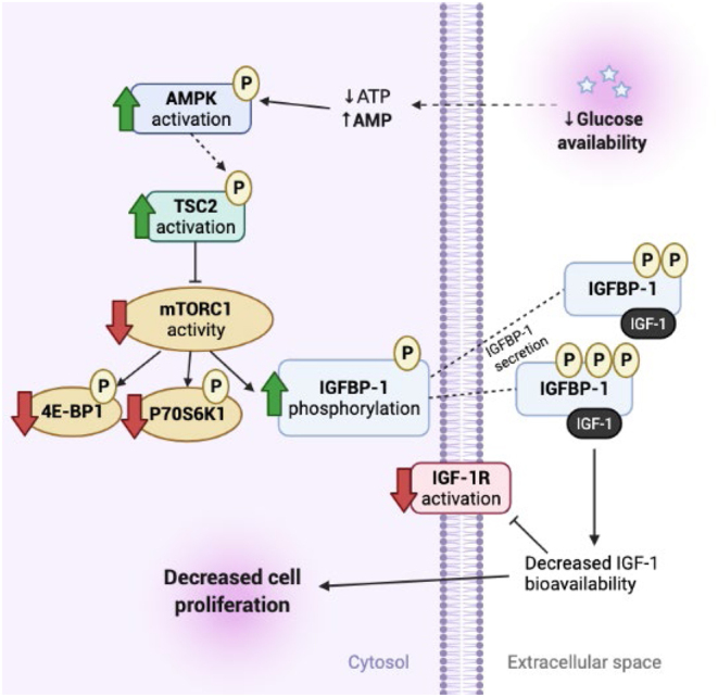 AMPK-mTORC1 pathway mediates hepatic IGFBP-1 phosphorylation in glucose deprivation: a potential molecular mechanism of hypoglycemia-induced impaired fetal growth.